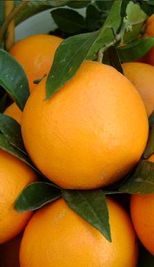 Naranjas