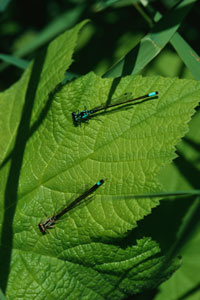 Insecticides and fungicides